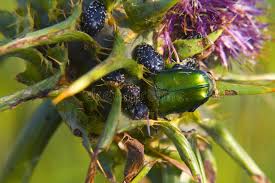 Attēlu rezultāti vaicājumam “Potosia cuprea”