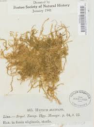 Attēlu rezultāti vaicājumam “Warnstorfia fluitans”