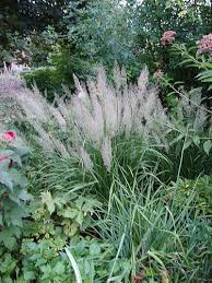 Attēlu rezultāti vaicājumam “Calamagrostis arundinacea leaf”