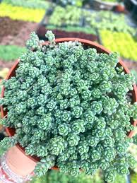 Attēlu rezultāti vaicājumam “Sedum hispanicum”