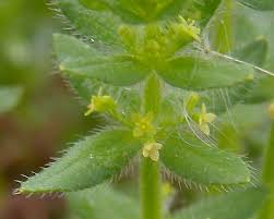 Attēlu rezultāti vaicājumam “Galium verum bud”