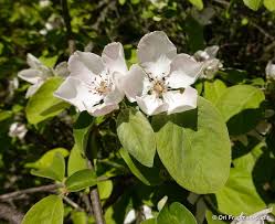 Attēlu rezultāti vaicājumam “Cydonia oblonga flower”
