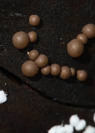 Attēlu rezultāti vaicājumam “Enerthenema papillatum stalked”