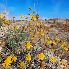 Image result for Färberkamille