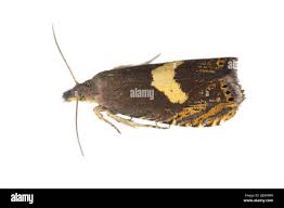 Attēlu rezultāti vaicājumam “Tortricidae”