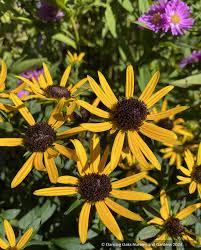 Image result for Rudbeckia fulgida