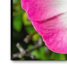 Attēlu rezultāti vaicājumam “Chlorophanus viridis”