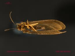 Attēlu rezultāti vaicājumam “Hemerobius perelegans”