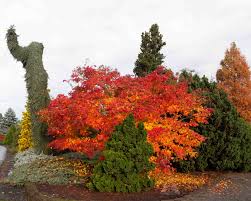 Attēlu rezultāti vaicājumam “Acer pseudosieboldianum”