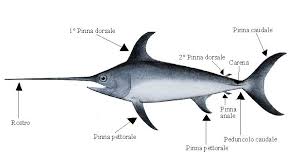 Image result for Xiphias gladius