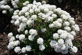 Image result for Schleifenblume