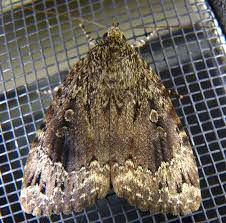 Attēlu rezultāti vaicājumam “Amphipyra”