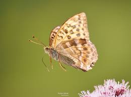 Attēlu rezultāti vaicājumam “Argynnis laodice male”