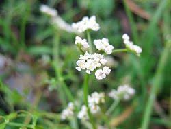 Attēlu rezultāti vaicājumam “Selinum carvifolia fruit”
