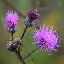 Attēlu rezultāti vaicājumam “Cirsium acaule flower”