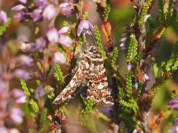 Attēlu rezultāti vaicājumam “Anarta myrtilli larva”