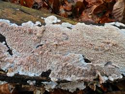 Attēlu rezultāti vaicājumam “Phlebia rufa”