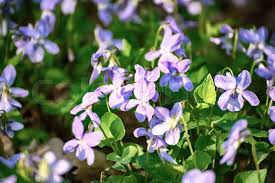 Attēlu rezultāti vaicājumam “Viola reichenbachiana”