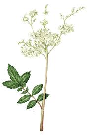 Attēlu rezultāti vaicājumam “Filipendula ulmaria”
