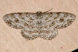 Attēlu rezultāti vaicājumam “Ectropis crepuscularia”