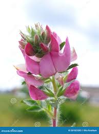 Attēlu rezultāti vaicājumam “Ononis arvensis bud”