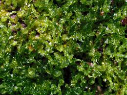 Attēlu rezultāti vaicājumam “Tetraphis pellucida”