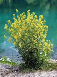 Attēlu rezultāti vaicājumam “Barbarea vulgaris subsp. arcuata”