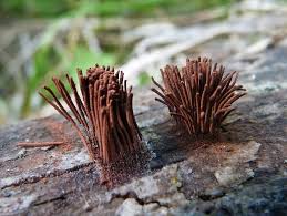 Attēlu rezultāti vaicājumam “Stemonitis sp.”