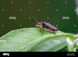 Attēlu rezultāti vaicājumam “Cantharis rustica imago”