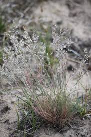 Attēlu rezultāti vaicājumam “Corynephorus canescens leaf”