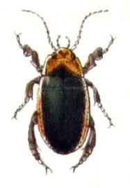 Attēlu rezultāti vaicājumam “Hydaticus transversalis”