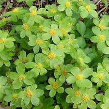 Attēlu rezultāti vaicājumam “Epirhoe tristata”