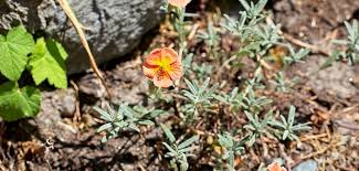 Attēlu rezultāti vaicājumam “Helianthemum nummularium”