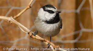 Image result for Poecile montana