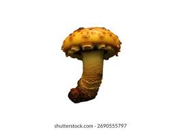 Attēlu rezultāti vaicājumam “Pholiota aurivella”