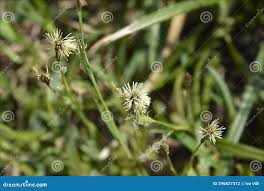 Attēlu rezultāti vaicājumam “Carex sylvatica flower”