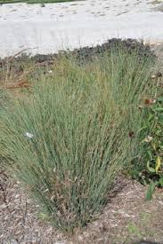 Attēlu rezultāti vaicājumam “Juncus inflexus bud”