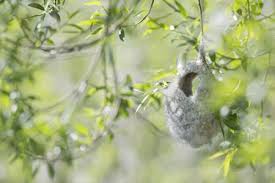 Attēlu rezultāti vaicājumam “Remiz pendulinus nest”