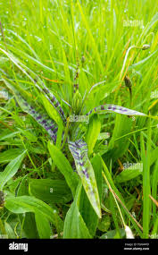 Attēlu rezultāti vaicājumam “Dactylorhiza fuchsii bud”