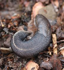 Attēlu rezultāti vaicājumam “Limax maximus”