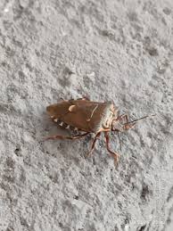 Attēlu rezultāti vaicājumam “Pinthaeus sanguinipes”