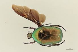 Attēlu rezultāti vaicājumam “Potosia cuprea”