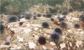 Image result for Mesocentrotus franciscanus