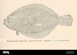 Image result for Paralichthys dentatus