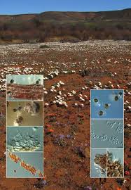 Attēlu rezultāti vaicājumam “Licea chelonoides spores”