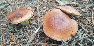 Attēlu rezultāti vaicājumam “Suillus granulatus”