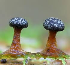 Attēlu rezultāti vaicājumam “Diderma tigrinum macro”