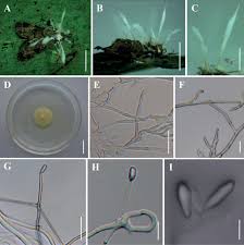 Attēlu rezultāti vaicājumam “Akanthomyces aculeatus”