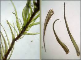 Attēlu rezultāti vaicājumam “Dicranum scoparium”