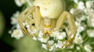 Attēlu rezultāti vaicājumam “Misumena vatia”